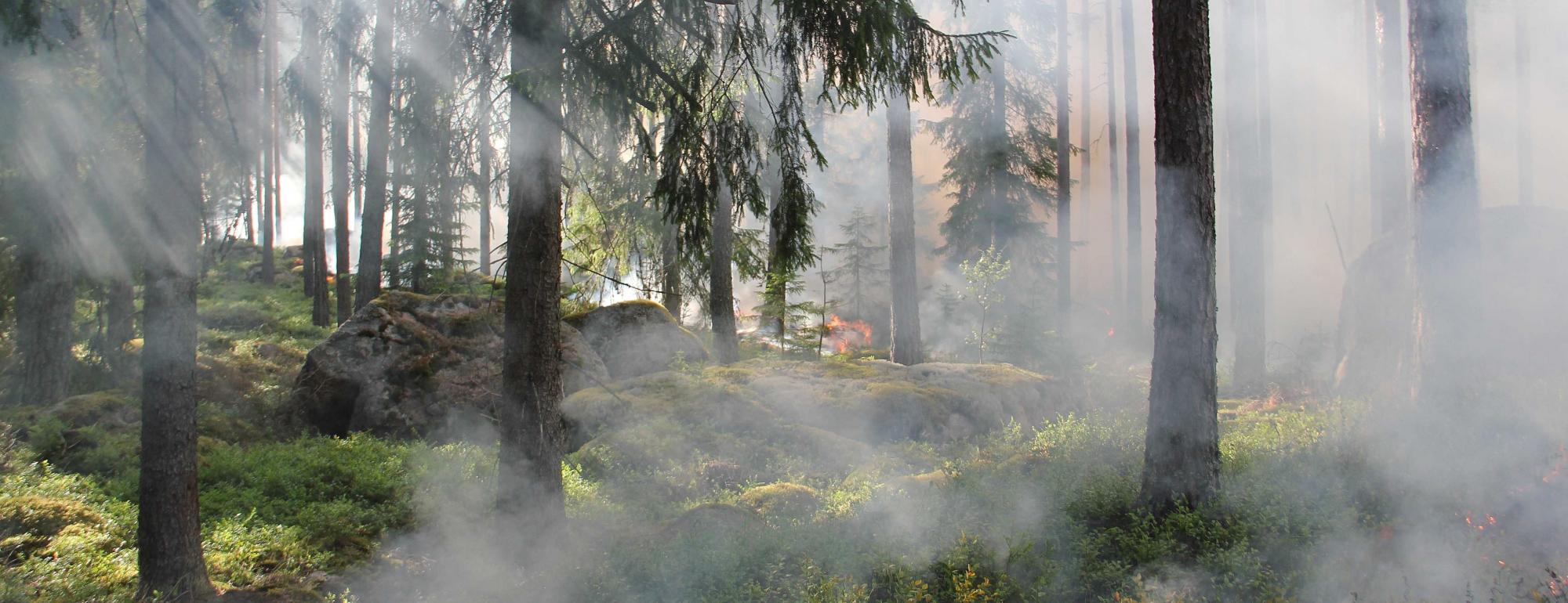 Forest Fire