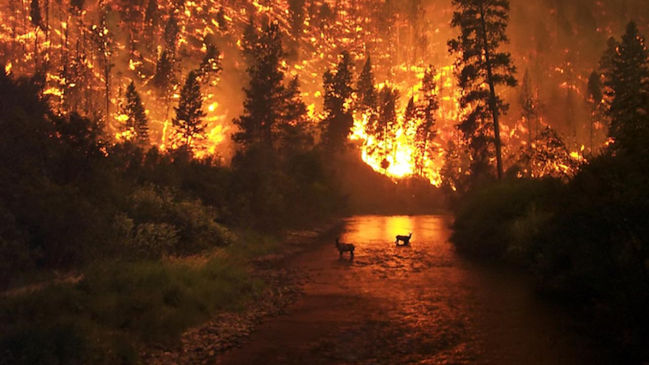 Wildfire