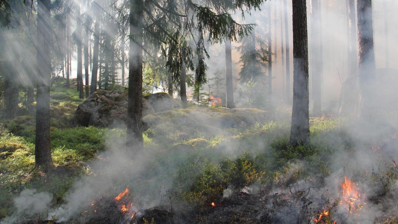 Forest Fire
