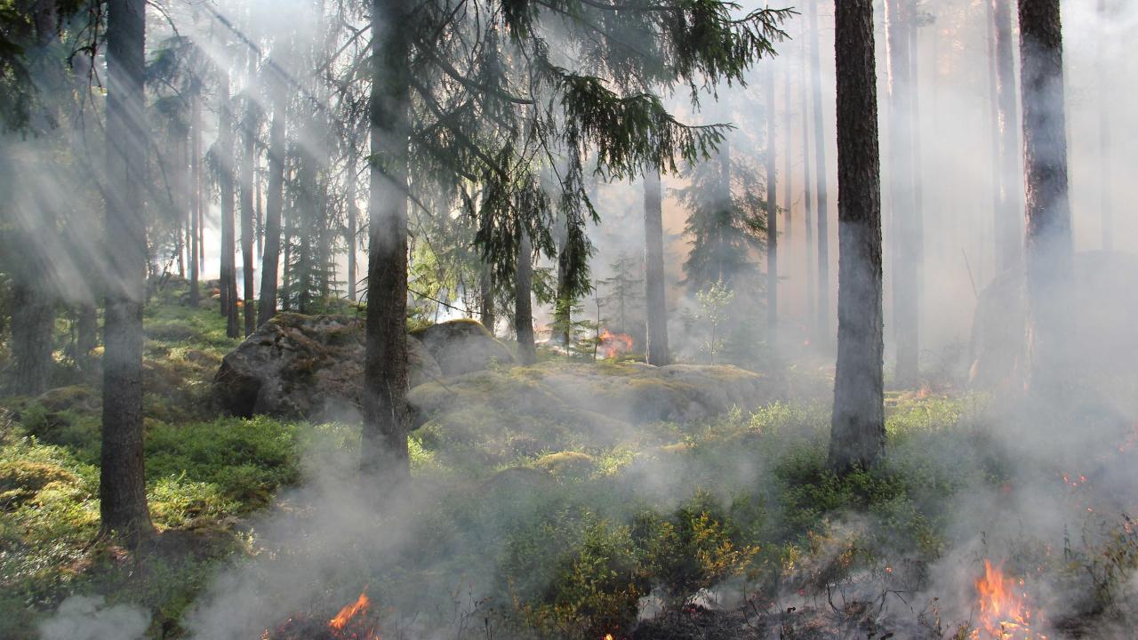Forest Fire