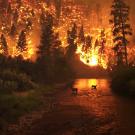 Wildfire